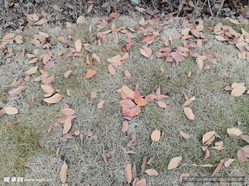 地面散落的多彩枯叶