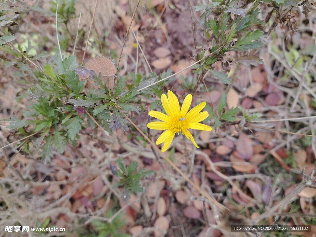 荒野中的独朵黄色小花