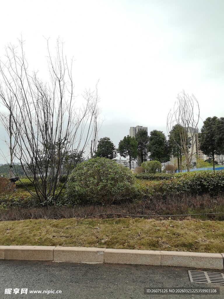 路边的绿植景观