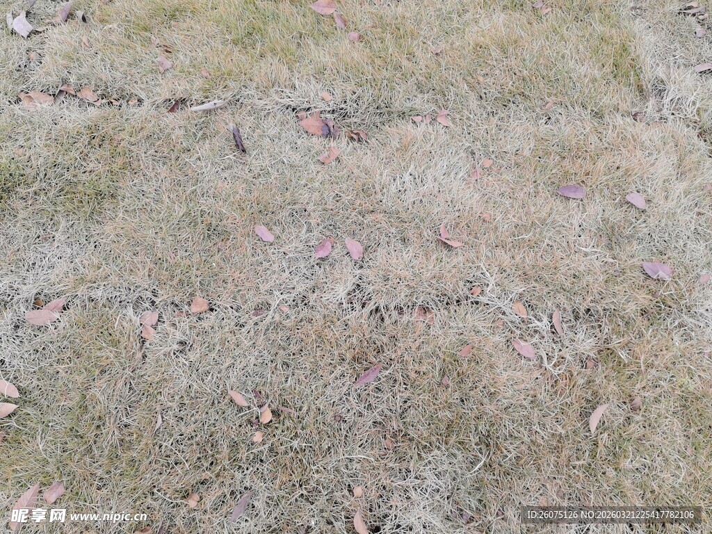 地面斑驳的荒芜草地