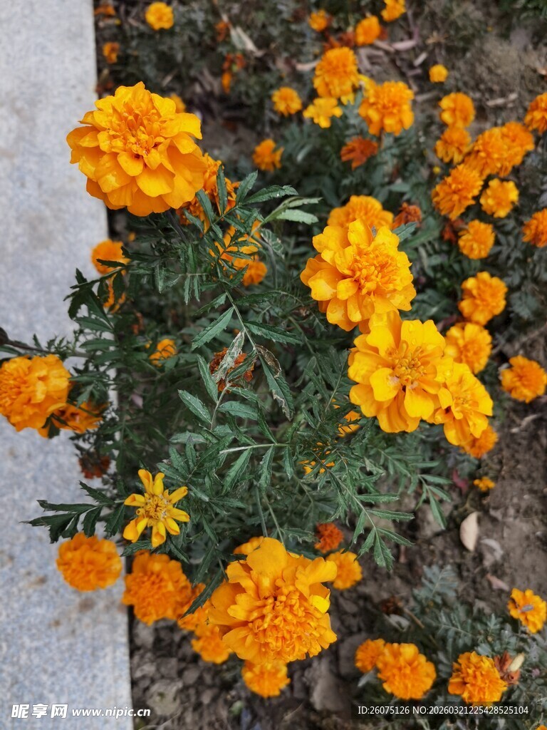 橙色万寿菊绽放生机