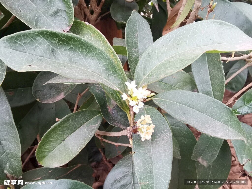 绿叶丛中的白色桂花