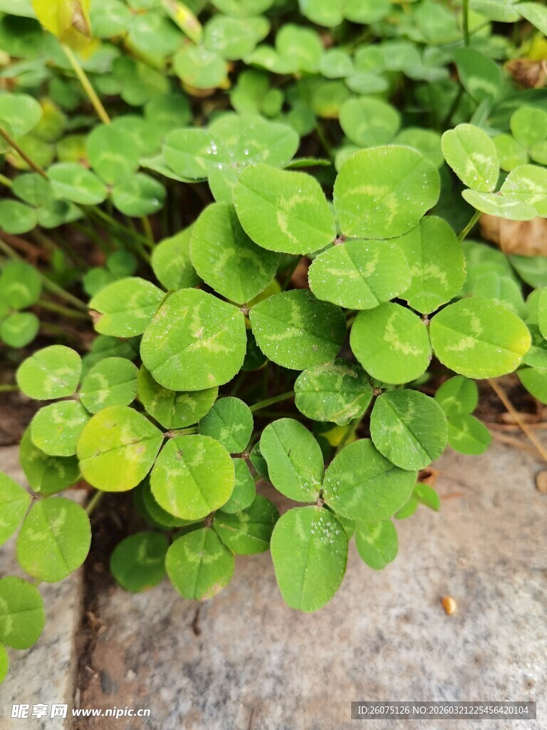 翠绿三叶草生长于石旁