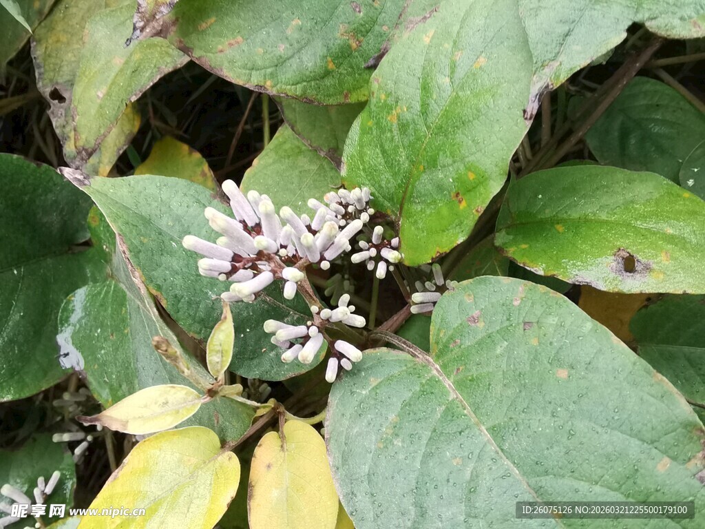 绿叶间的白色小花