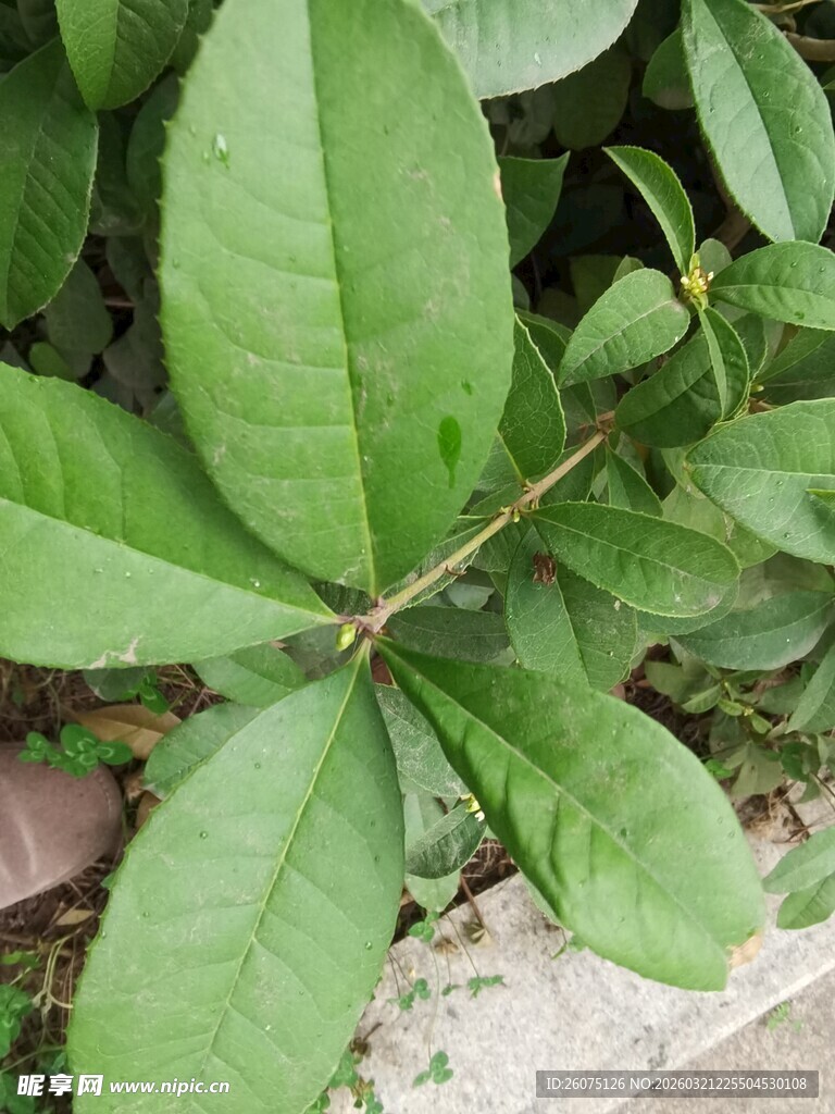 绿色桂花枝叶特写