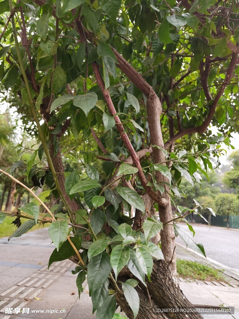 缠绕树干的繁茂绿植