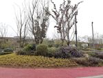 城市公园绿植景观一角