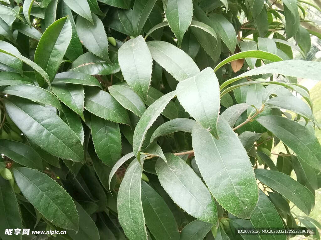 绿叶繁茂的植物景观