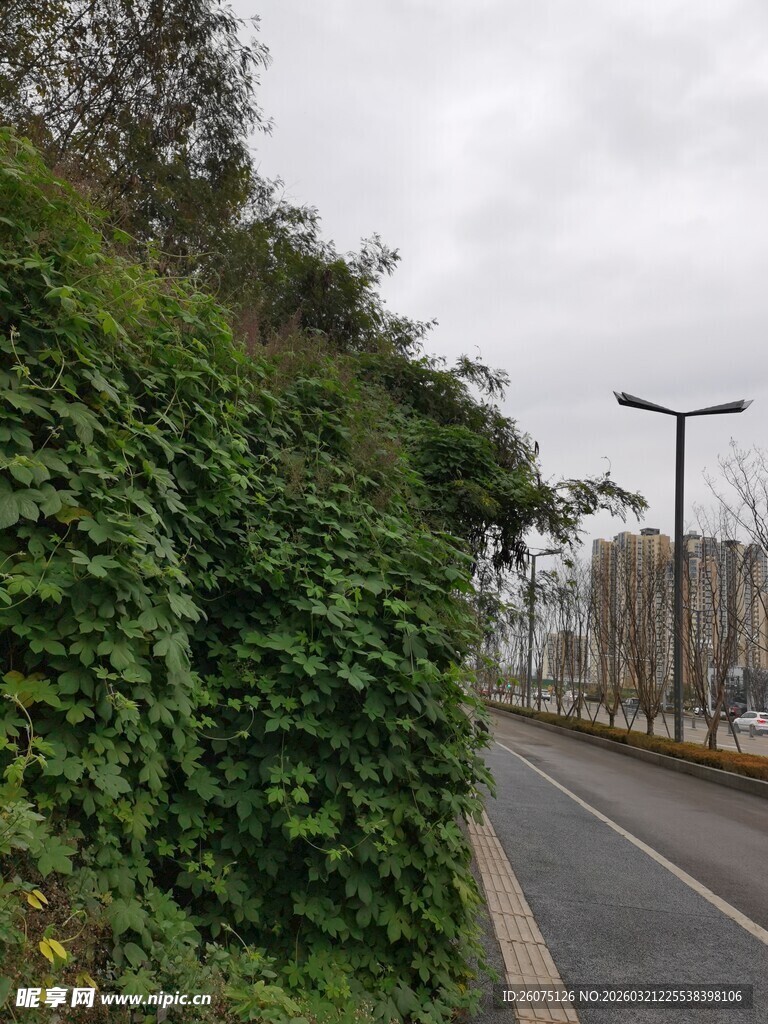 路边繁茂绿植覆盖景象