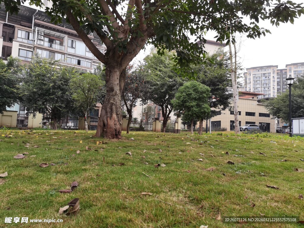 城市中葱郁大树下的草地