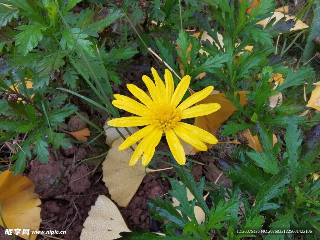 黄色小花绽放于绿植间