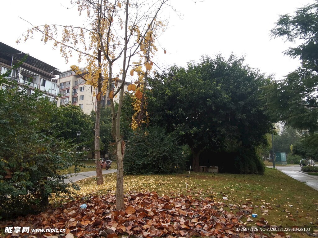 秋日公园落叶景致