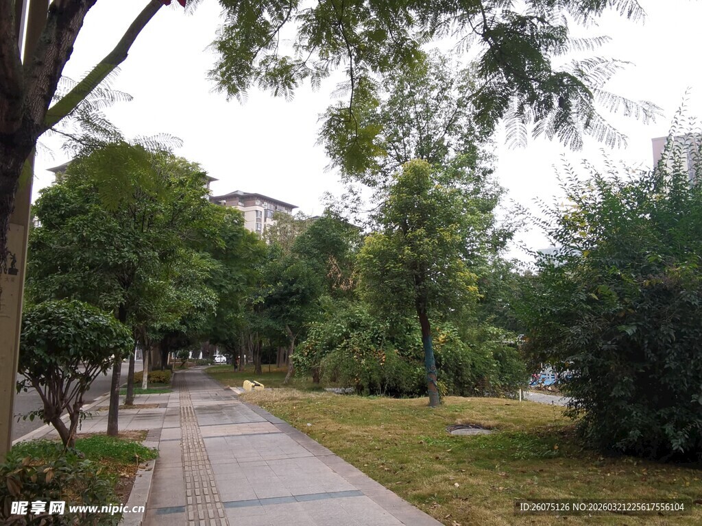 林荫小道静谧的户外景致