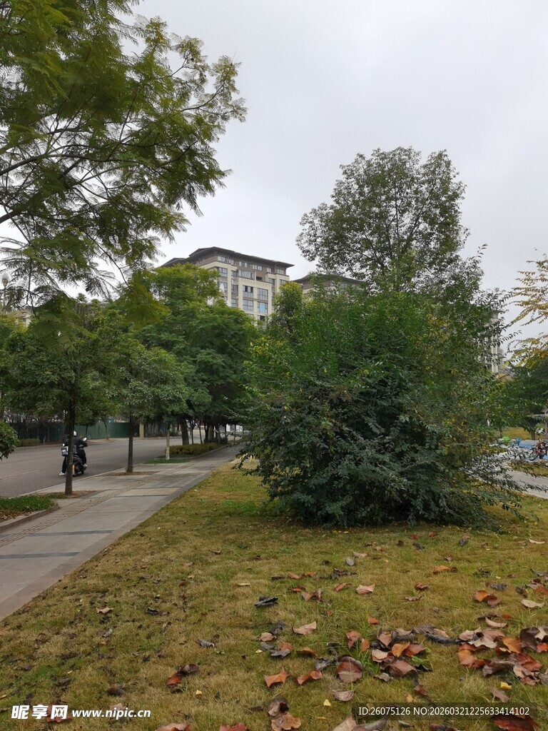 秋日校园小路旁的绿植景观