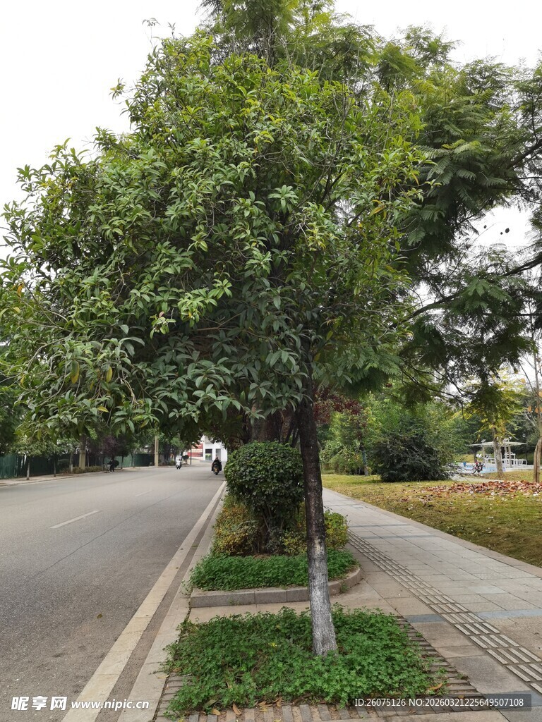 路边茂盛绿树风景