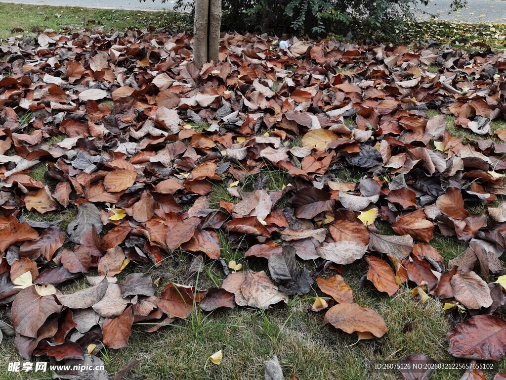 地面散落的多彩枯叶