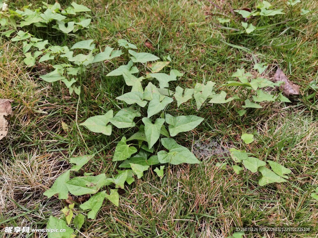 草地上的绿色藤蔓植物