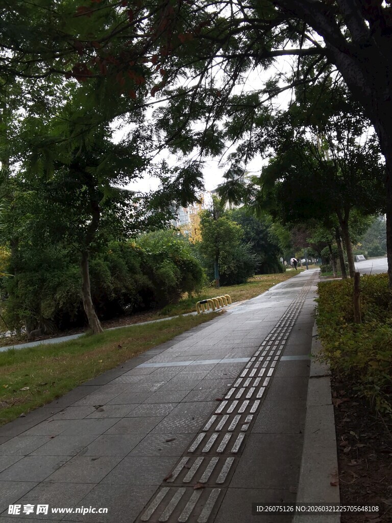 林间湿润小路绿意盎然