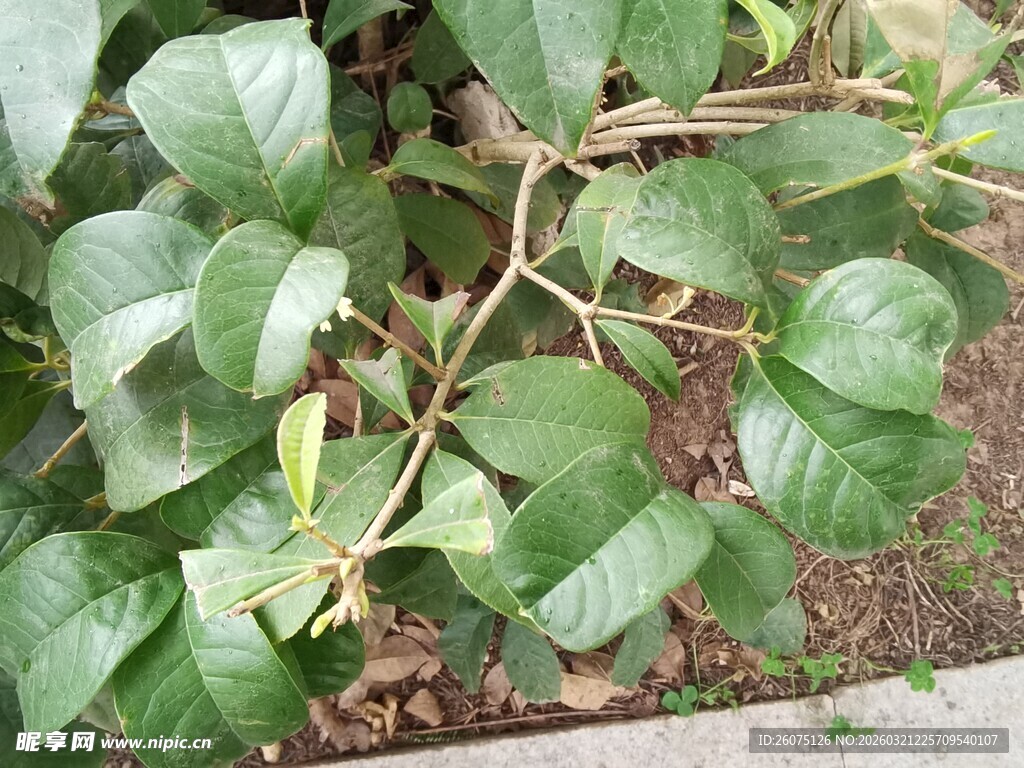 绿叶繁茂的植物景观