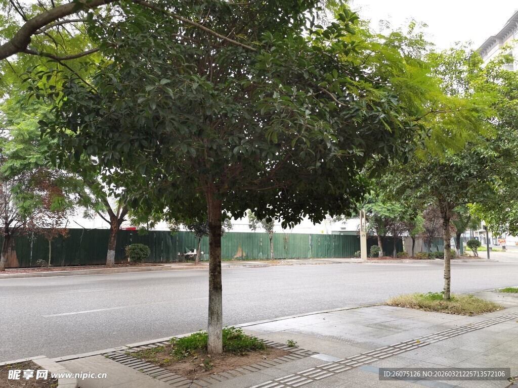 街道旁的绿树景观