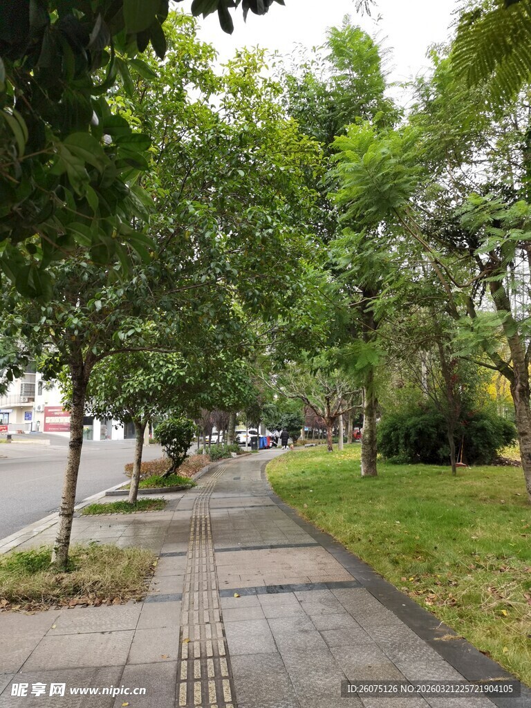 林荫小道静谧城市风景