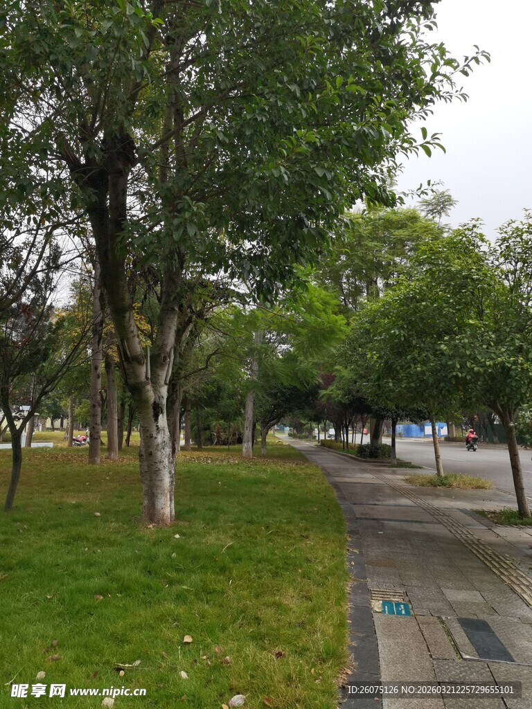 公园林荫小道绿意景致