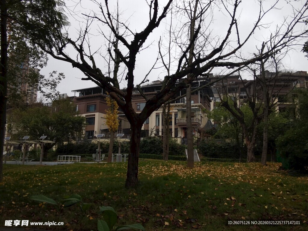 秋日公园中光秃树木景象