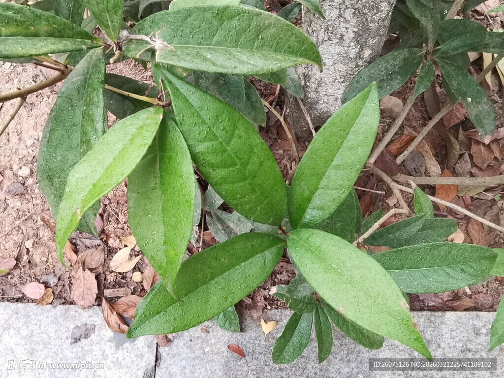 绿叶植物特写画面