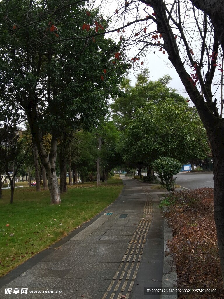 林荫小道静谧的户外景致