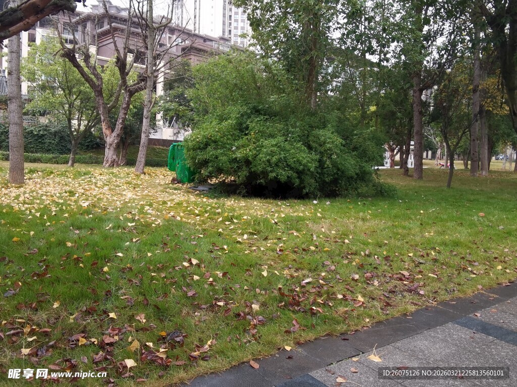 秋日公园草地落叶景象