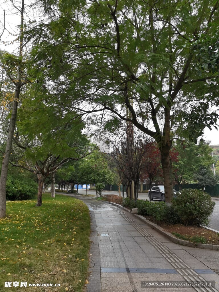 林荫小道的静谧景致