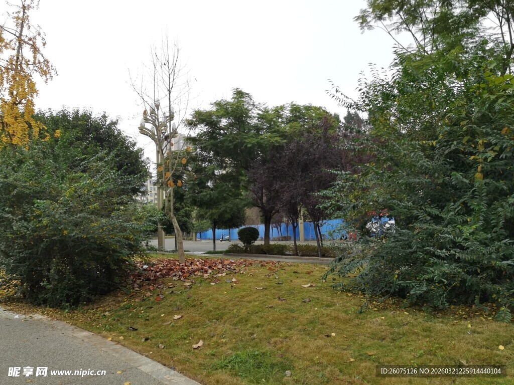 户外绿植环绕的宁静小路