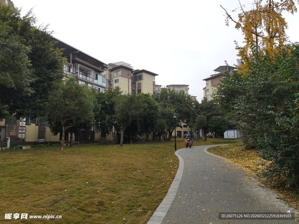 小区内的林荫小道