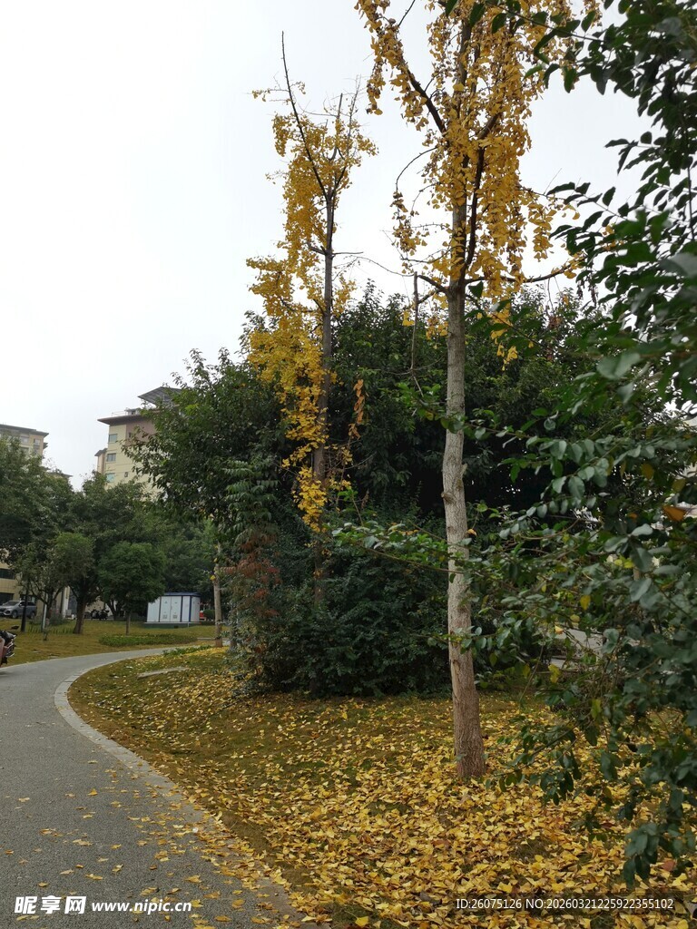 秋日林间小路的静谧景致