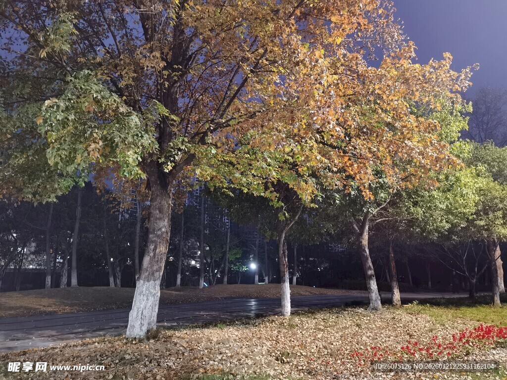 秋夜公园树木美景