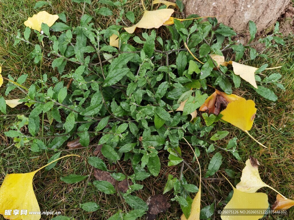 地面绿植与散落黄叶