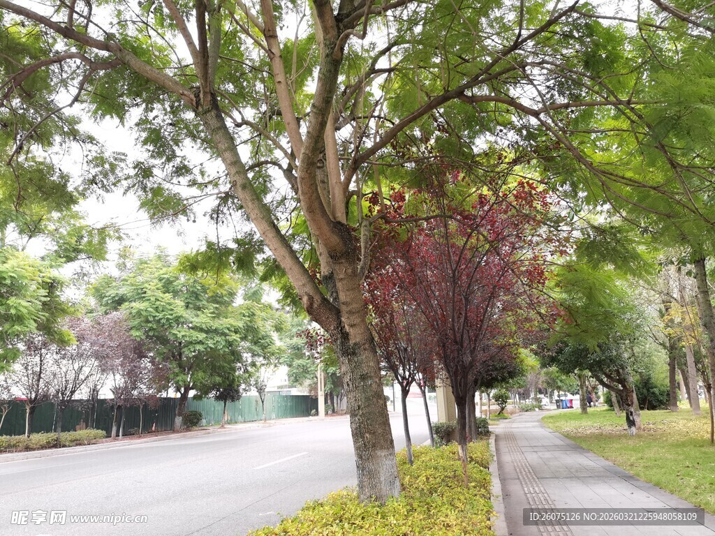 林荫道上的静谧风景