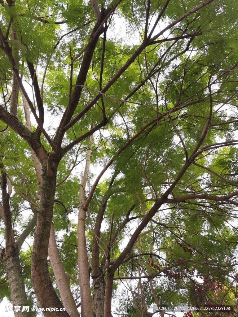 繁茂大树展现盎然生机