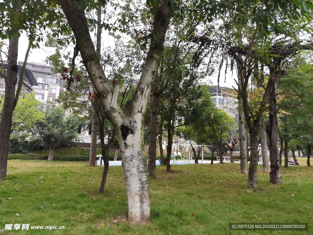 城市中的葱郁树林景观