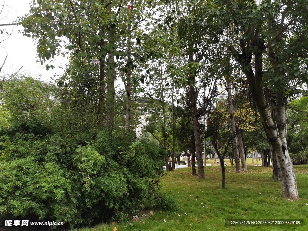 绿意盎然的公园树林景观