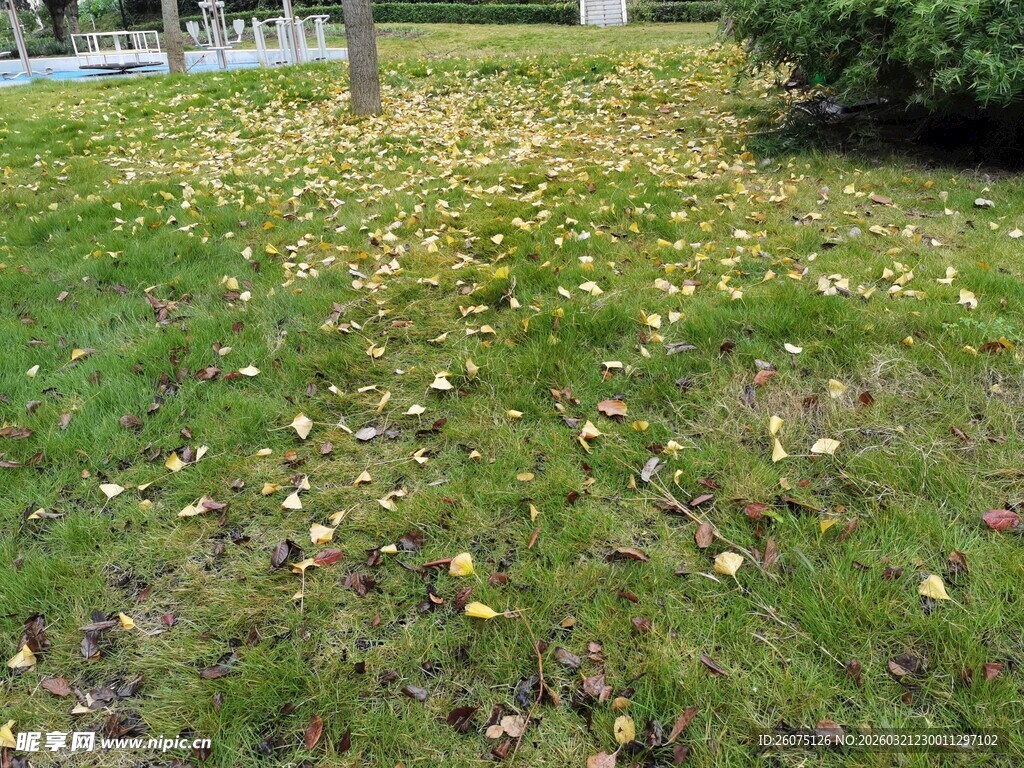 秋日草地落叶景致