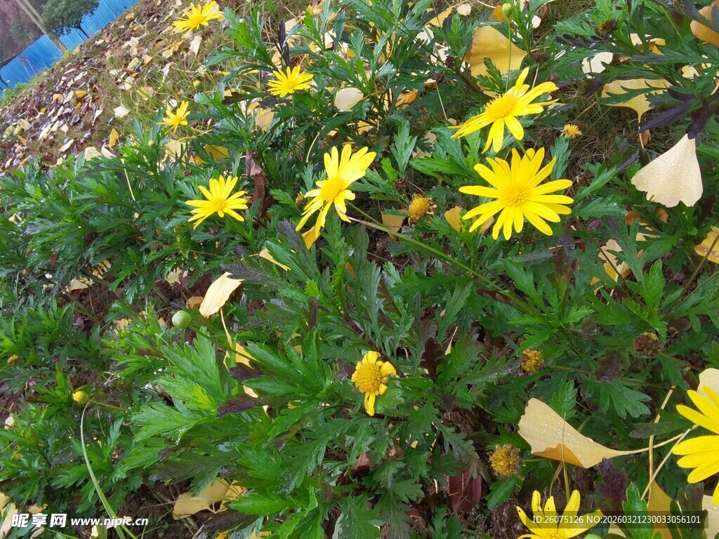 黄色小花绽放在绿色草丛