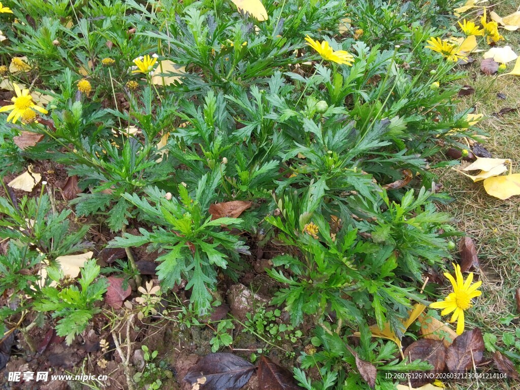 黄色小花绽放于绿植间