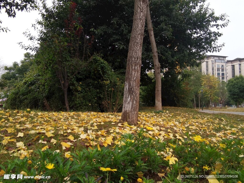 秋日落叶铺满地的公园景