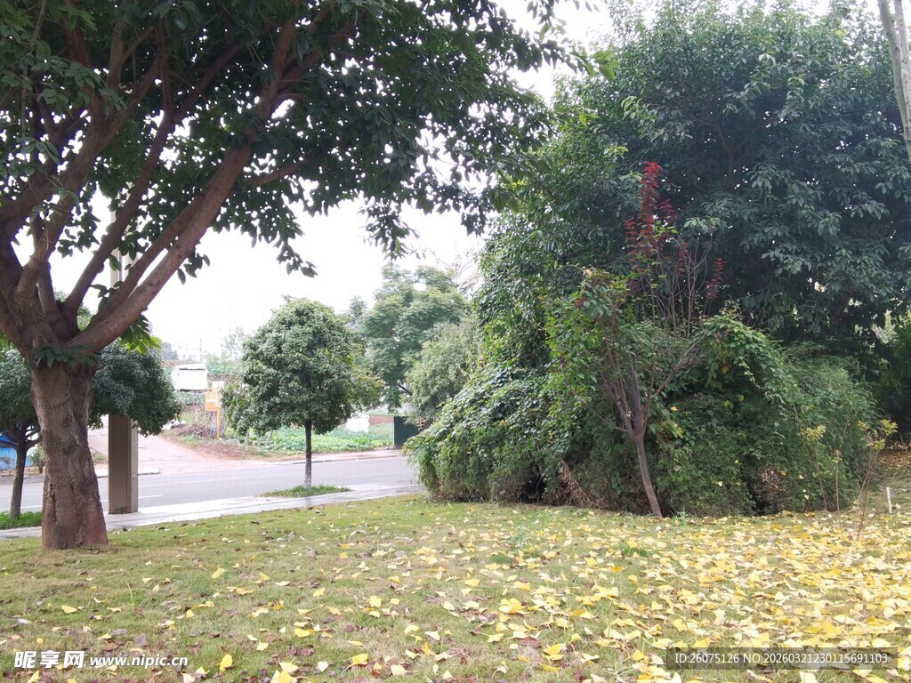 秋日公园落叶与树木景观