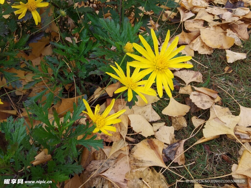 秋日黄花伴落叶