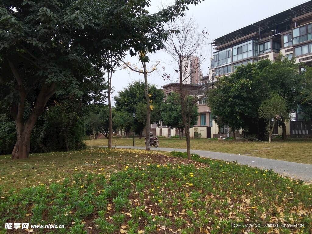 秋日校园中的宁静小径