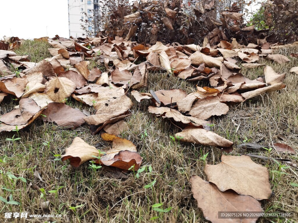 地面散落的枯黄大叶片