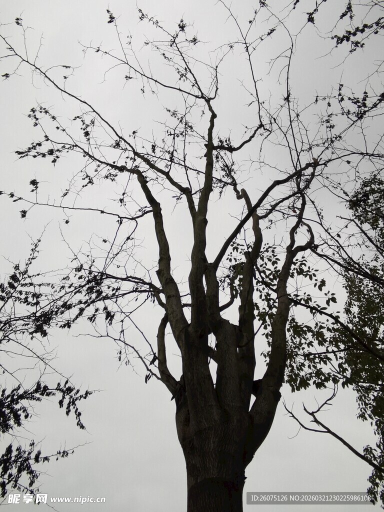 枯树挺立的萧瑟景象
