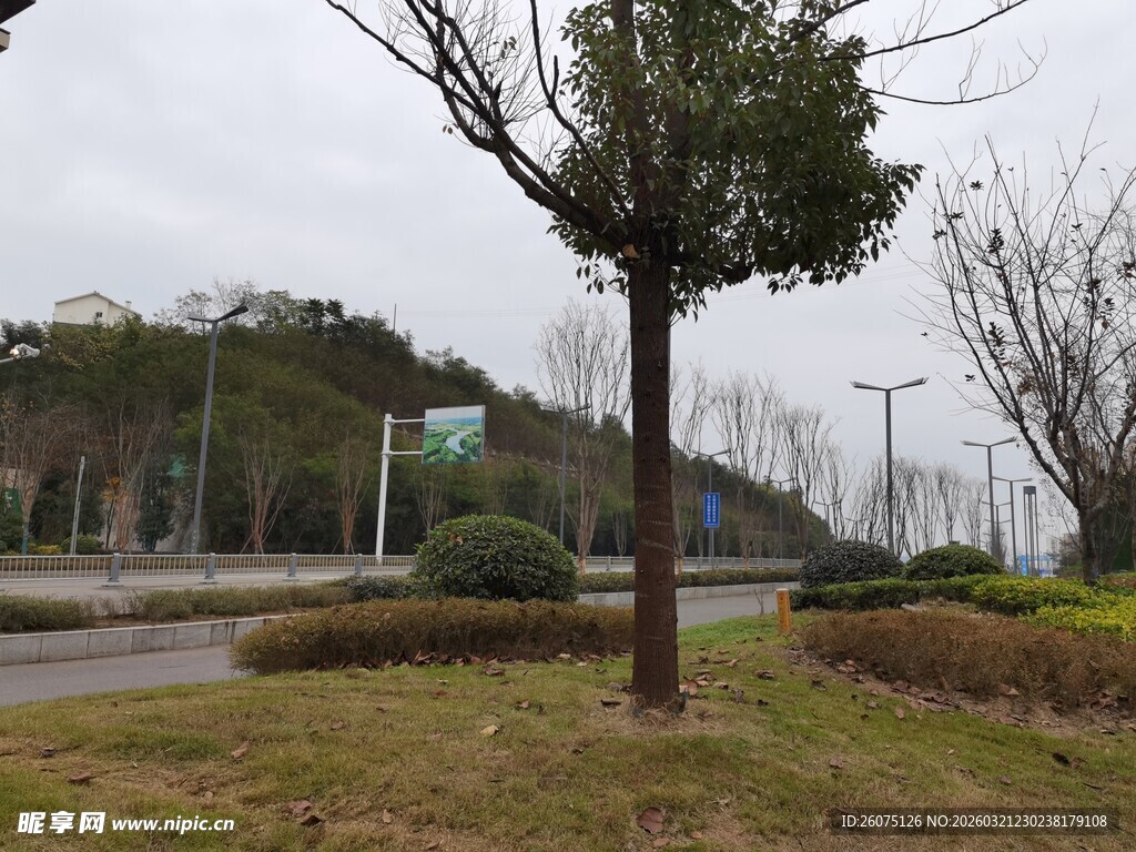 道路旁的树木与绿化景观
